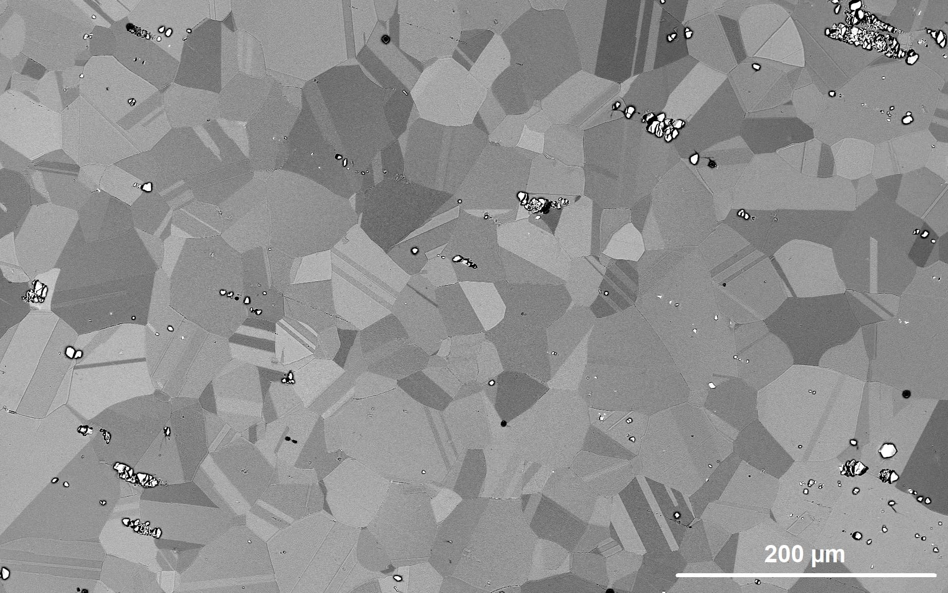 Scanning electron micrograph of heat-treated Inconel 718, showing the dendritic microstructure of a nickel–chromium superalloy.