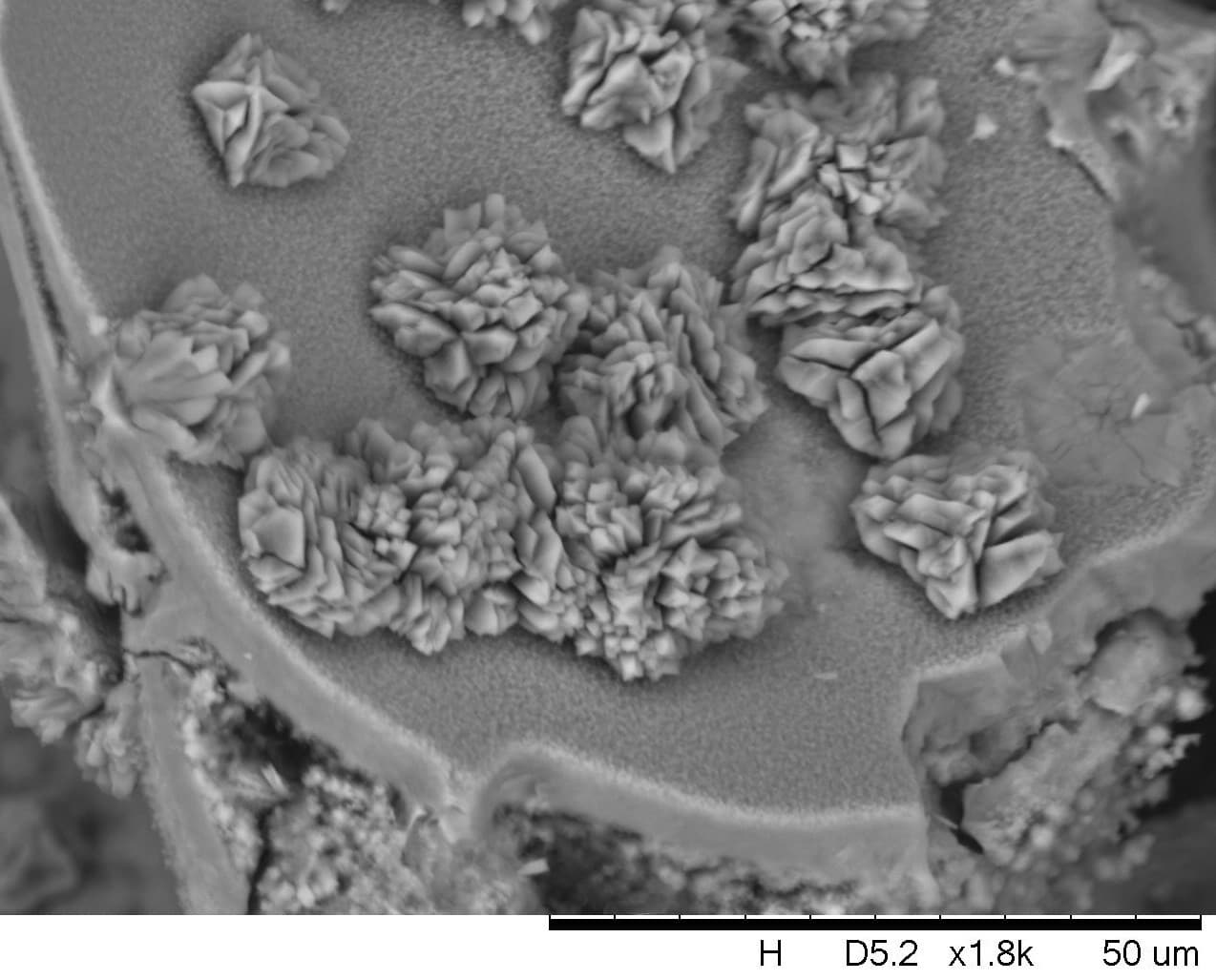 Scanning electron micrograph of zeolite crystals grown on a cellular substrate wall.
